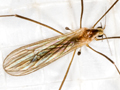 Erioptera lutea